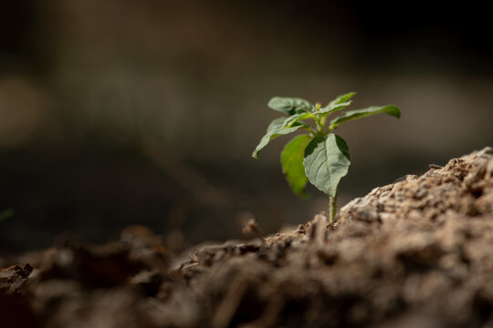 Young plant sprouting on cracked dry soil, symbolizing resilience.