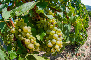 gros plan sur des grappes de raisin, cépage chardonneray en Champagne, dans les vignes en septembre pendant la période des vendanges le ciel est bleu