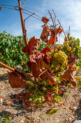 au premier plan, un pied de vigne mort à cause d'une maladie du bois qui s'appelle esca . A...