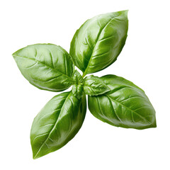 Fototapeta premium Fresh Green Basil Leaf for Culinary Use Transparent PNG background.