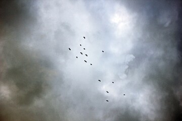 Egrets flying together in the afternoon
