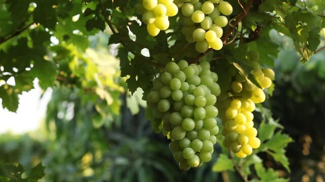 THOMPSON GRAPE BUNCHES