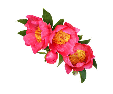 recommend clip art: Coral peony flowers in a floral corner arrangement isolated on white or transparent background