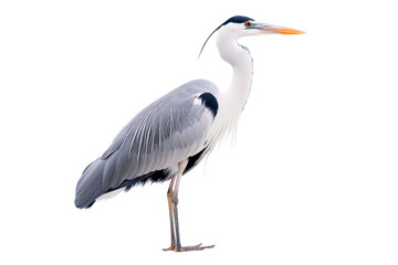 Fototapeta premium A majestic heron stands elegantly, showcasing its long legs, slender neck, and distinctive plumage.