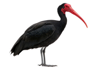Fototapeta premium A striking bird with a long red bill and black plumage, standing gracefully with a focused posture.