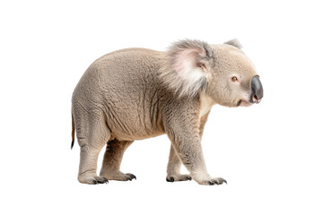 A koala stands in profile, showcasing its round body, large ears, and distinctive nose.