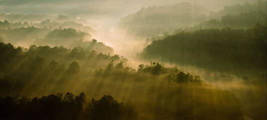 Aerial view of light rays through trees in the morning, golden tones.