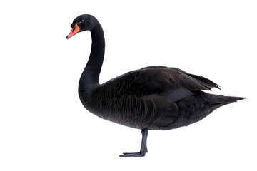 Fototapeta premium A striking black swan with a long neck and vibrant orange beak, showcasing its elegant posture.