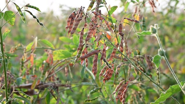 Pigeon pea (cajanus cajan) crop field, pigeon pea or tuvar beans vegetable on plant.