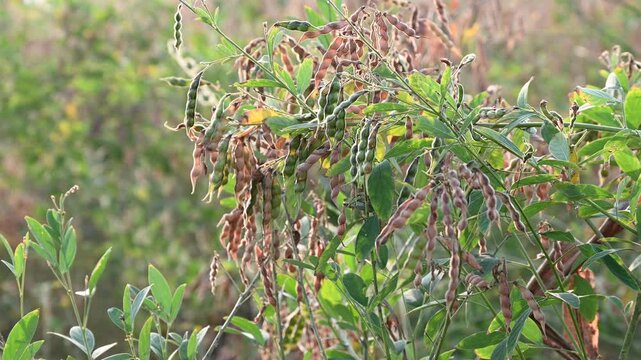 Pigeon pea (cajanus cajan) crop field, pigeon pea or tuvar beans vegetable on plant.