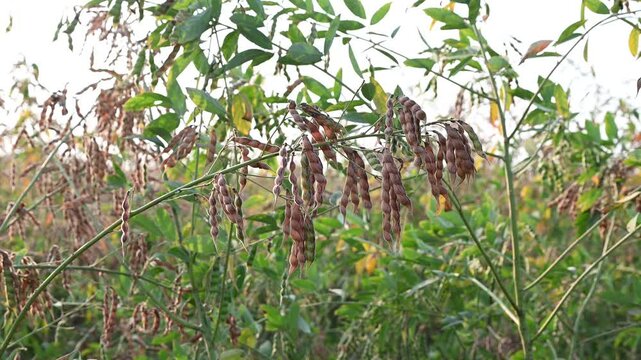 Pigeon pea (cajanus cajan) crop field, pigeon pea or tuvar beans vegetable on plant.