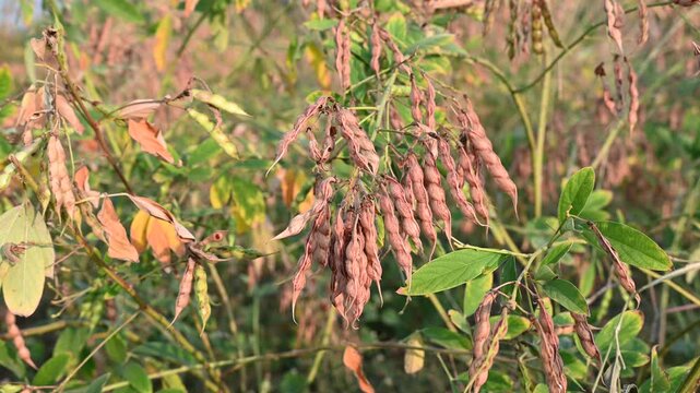 Pigeon pea (cajanus cajan) crop field, pigeon pea or tuvar beans vegetable on plant.