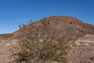Fototapeta premium Larrea tridentata, creosote bush and greasewood. Dish Hill Crater. A cinder cone (or scoria cone) / Basalt Flow / volcano, San Bernardino County, California. Mojave Desert / Basin and Range Province.