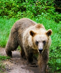 Close-up of an adult eurasian brown bear with fluffy brown fur in the forest surrounded by lush...