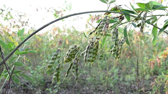 Pigeon pea (cajanus cajan) crop field, pigeon pea or tuvar beans vegetable on plant.