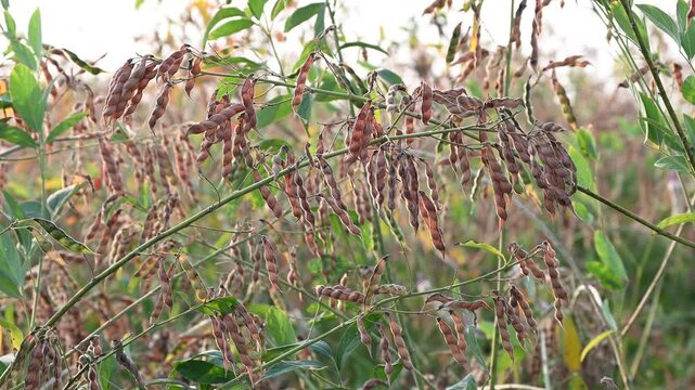 Pigeon pea (cajanus cajan) crop field, pigeon pea or tuvar beans vegetable on plant.