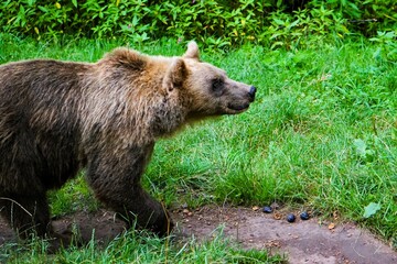 Close-up of an adult eurasian brown bear with fluffy brown fur in the forest surrounded by lush grass and green bushes. Ursus arctos. Omnivore 