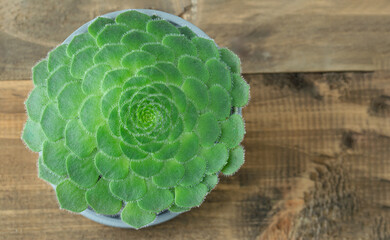 Green succulent on wooden background.