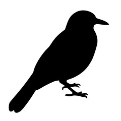 Obraz premium Silhouette of a jay bird against white background, minimalist design
