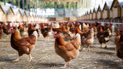 chicken farm with chickens walking around a large