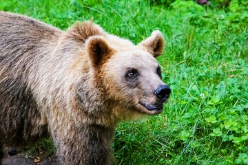 Close-up of an adult eurasian brown bear with fluffy brown fur in the forest surrounded by lush...