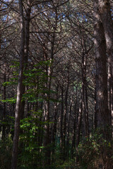 Moody pine forest view at daytime
