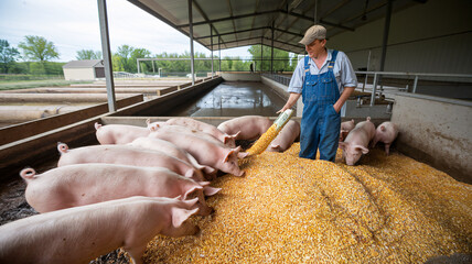 A photo of a farmer feeding pigs in an open pen.