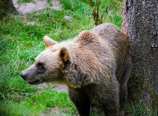Close-up of an adult eurasian brown bear with fluffy brown fur in the forest surrounded by lush...