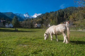 horse in the mountains Un pony pascola in un prato alle pendici del gruppo del Tàmer e del San...