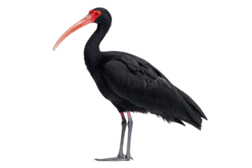 A striking black bird with a long, curved red beak and vibrant red facial markings, showcasing its elegant posture and unique coloration.