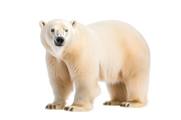 Obraz premium A large polar bear stands confidently, showcasing its thick white fur and robust physique.