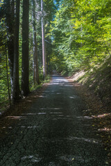 La strada che da Pralongo porta a Colcerver, borgo della Val di Zoldo nelle Dolomiti bellunesi, attraversando un bosco