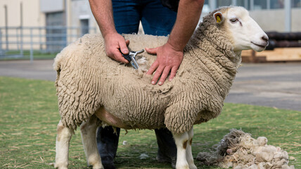 A close-up of hands shearing wool from a sheep