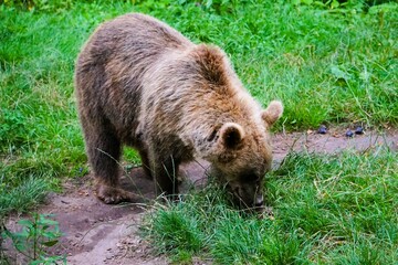 Close-up of an adult eurasian brown bear with fluffy brown fur in the forest surrounded by lush...