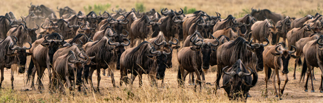 A multitude of wildebeest