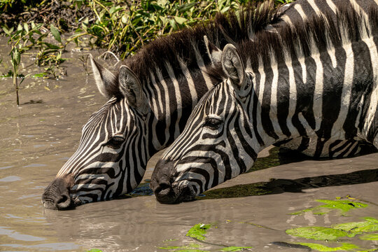 Zebras drinking at a safe pond