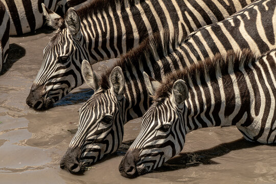 Zebras drinking at a safe pond