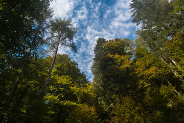 Fototapeta premium Gli alberi con le foglie colorate per il foliage autunnale si stagliano contro il cielo azzurro e le nuvole in Val di Zoldo, nelle Dolomiti bellunesi 