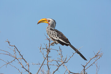 Southern Yellow-billed Hornbill (Tockus leucomelas) perched in a tree against blue sky  © Chris