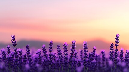 Provence lavender fields at sunset a horizontal view of tranquility in nature photography