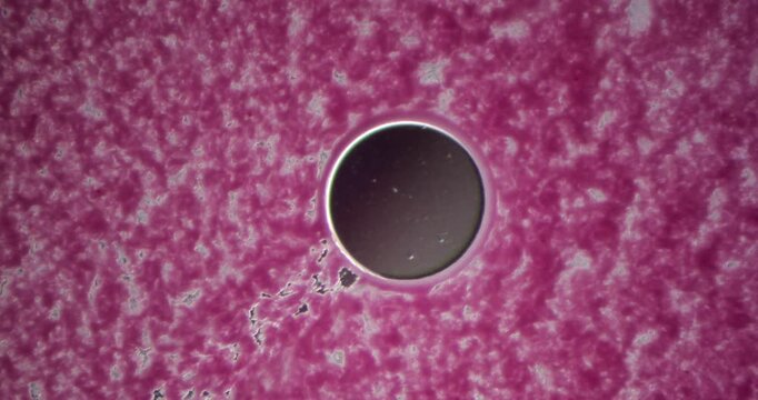 Pink microbial colony observed under microscope at 100x magnification showcasing circular structures and organic patterns