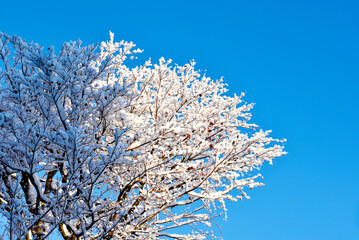 樹木に積もった雪