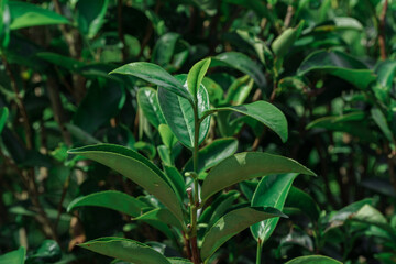 Naklejka premium A CloseUp View of Lush Green Tea Leaves Thriving in Their Natural Environment Outdoors