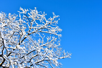 雪の積もった木の枝