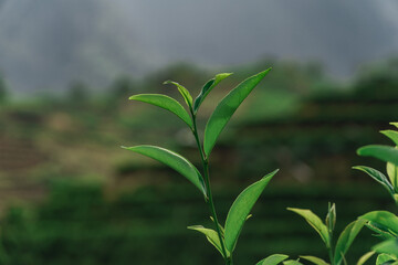 Obraz premium CloseUp View of Fresh Green Tea Leaves Set in a Beautiful Lush Landscape Environment