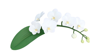 Obraz premium Mesmerizing 3D-Rendered Orchid Blooms with Stunning White Petals and Leaves