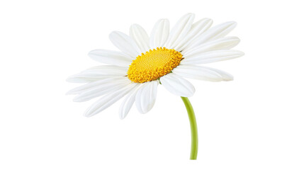 A Radiant Daisy Blooming with Pure White Petals and Vibrant Yellow Center