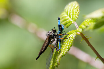 Common awl robber fly (Neoitamus cyanurus) preying on a common blue damselfly (Enallagma cyathigerum)