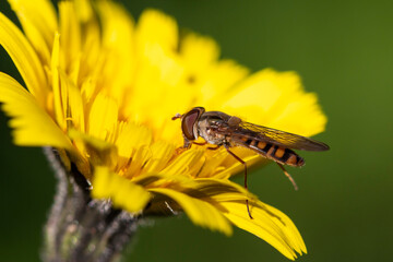 Marmalade hoverfly (Episyrphus balteatus) sucking nectar on yellow  flower (Hawkweed) 