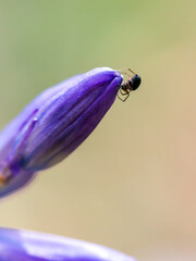 Little spider on the tip of a blue bell flower (Hyacinthoides non-scripta)